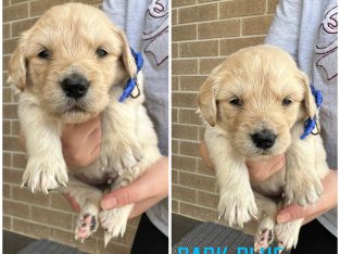 Golden Retriever – Goulburn