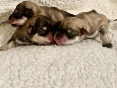 Schnauzer (Miniature) – Schnahige