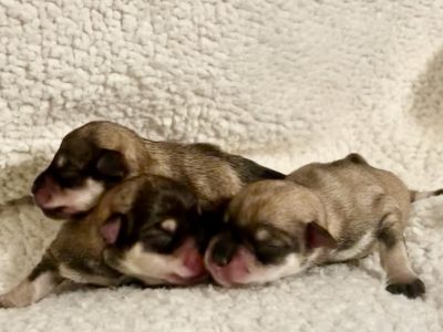 Schnauzer (Miniature) – Schnahige