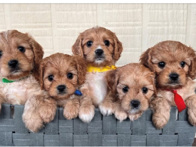 Other Dogs – Lake Cathie