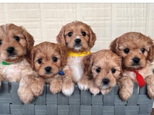 Other Dogs – Lake Cathie