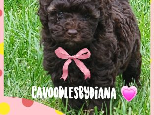 Cavoodle – Greenvale