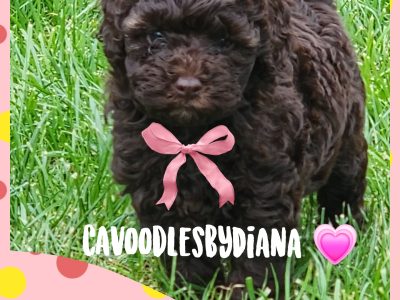 Cavoodle – Greenvale