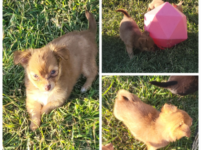 Chihuahua – Mount Larcom