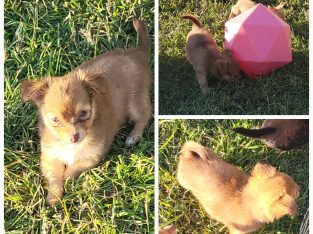 Chihuahua – Mount Larcom