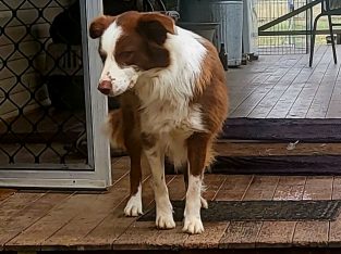 Border Collie – Mount Larcom