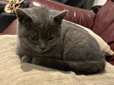 British Shorthair – Harkness