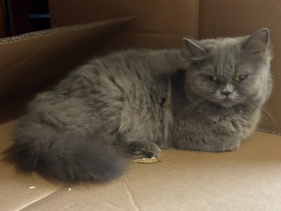 British Blue – Harkness