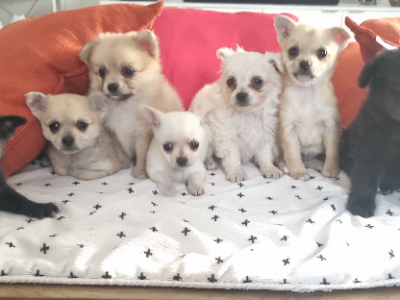 Chihuahua – Melton