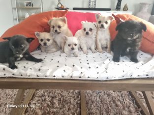 Chihuahua – Melton