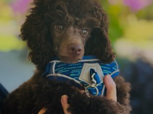 Toy Poodle – Banora Point