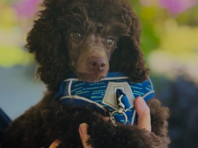 Toy Poodle – Banora Point