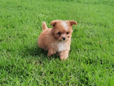 Small Dogs – Menangle Park