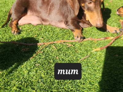 Miniature Dachshund – Melton