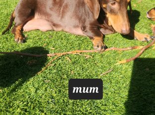 Miniature Dachshund – Melton