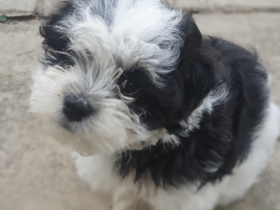 Maltese Shih Tzu – Karoola