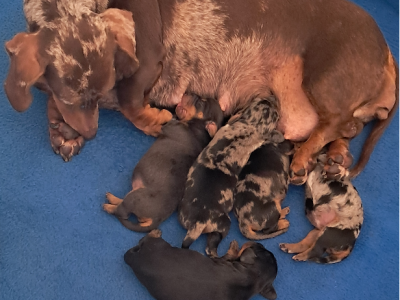 Dachshund – Worrigee