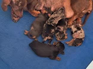 Dachshund – Worrigee