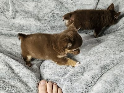 Dogs – Shayne Van der heide