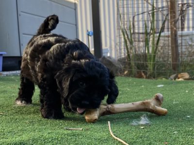Cavoodle – Encounter Bay