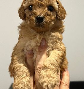 Cavoodle – Williamstown