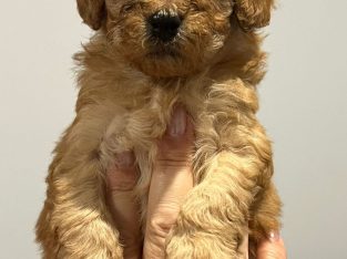 Cavoodle – Williamstown