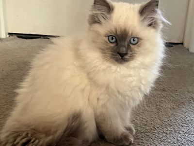 Cats – Hoppers Crossing