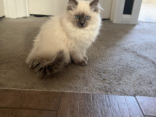 Cats – Hoppers Crossing