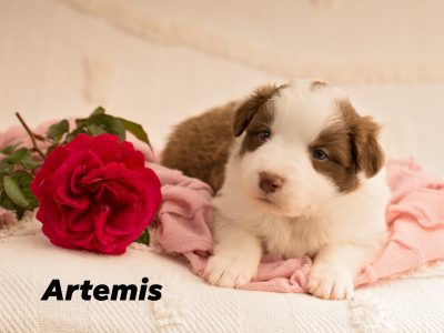 Border Collie – Armidale