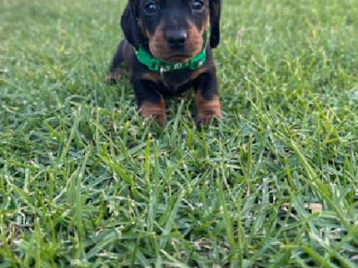 Miniature Dachshund – Howlong