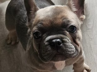 French Bulldog – Blue Haven