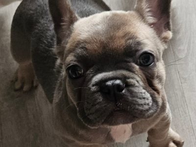 French Bulldog – Blue Haven