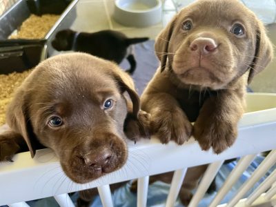 Labrador Retriever – Torbanlea