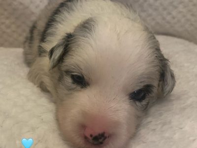 Border Collie – Hillview