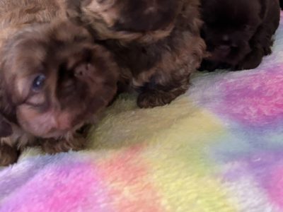 Shih Tzu – Toowoomba