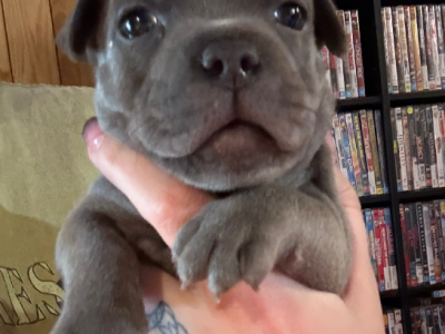 Staffordshire Bull Terrier – Jimboomba