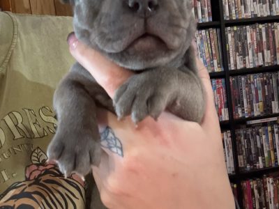 Staffordshire Bull Terrier – Jimboomba