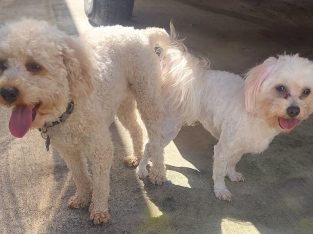 Toy Poodle – Hervey Bay