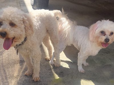 Toy Poodle – Hervey Bay