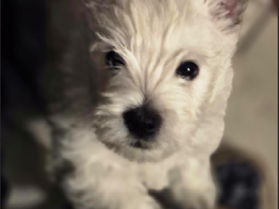 West Highland Terrier – Rye