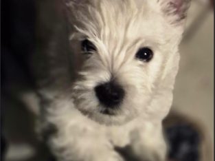 West Highland Terrier – Rye