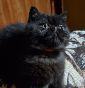 Persian – Goulburn