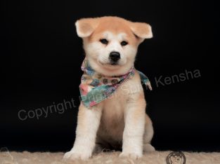 Akita – Kim Hammann