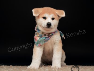 Akita – Kim Hammann