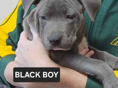 American Staffordshire Bull Terrier – Andergrove