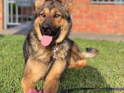 German Shepherd – Taylors Hill