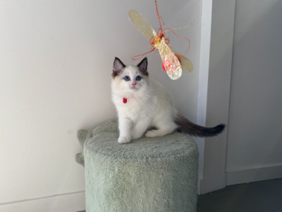 Ragdoll – Melbourne