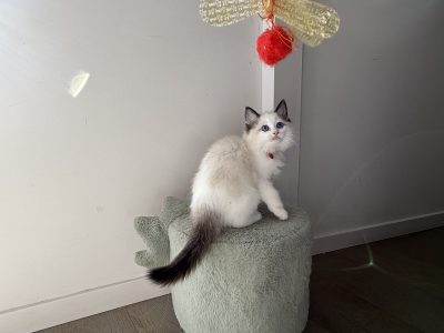 Ragdoll – Melbourne