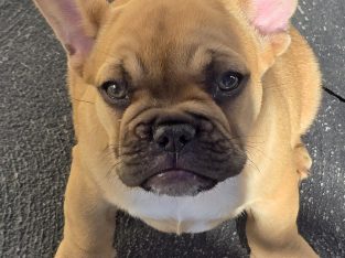French Bulldog – Roxburgh Park