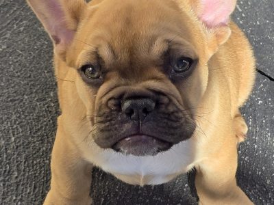 French Bulldog – Roxburgh Park